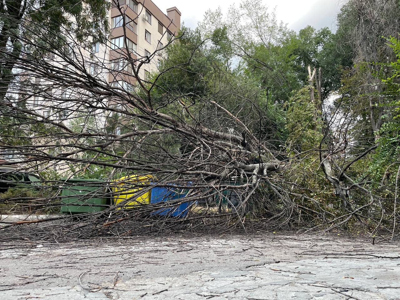 Furtună cu urmări: O femeie s-a ales cu un grav accident după ce un copac a căzut asupra ei în sectorul Botanica